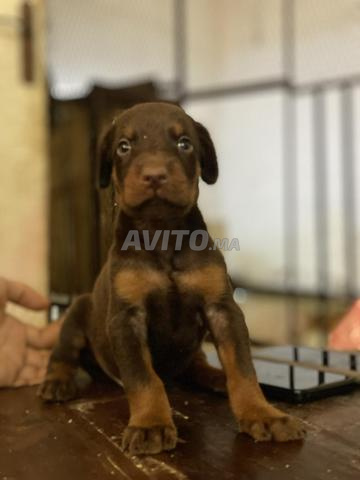 Chiots Doberman mâles et femelles 28 jours - 2