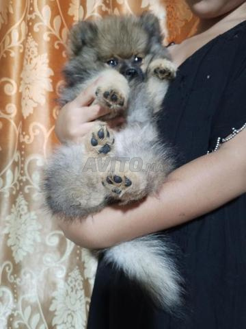 Spitz Pomeranian - 2