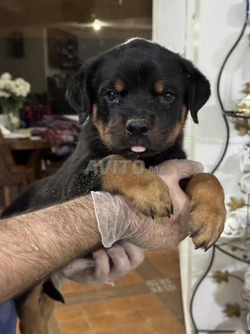 Magnifique Chiot Rottweiler pedigree