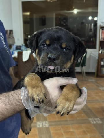 Magnifique Chiot Rottweiler pedigree