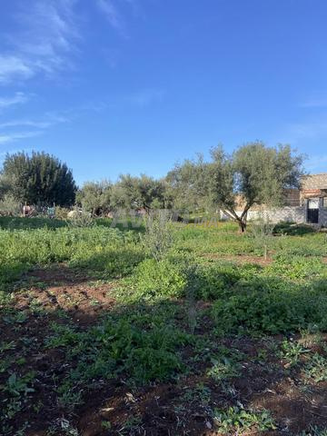 Terrain agricole 400 m² - Ain Sfaf - 2