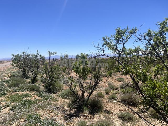 🌳 Terrain agricole de 8 hectares à vendre dans la province de Midelt - 2