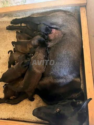 Chiots Malinois charboni noir - 2