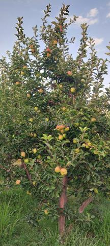 Bonjour pomme à vendre ferme située à Boumia - 2