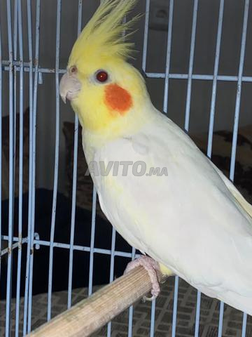 زوج كوكاتو مع قفصهما جاهزان للتكاثر - 2