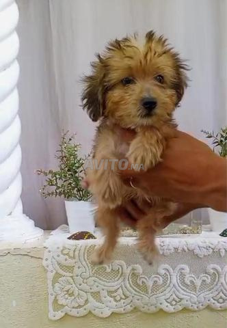 Bichon Havanais - 2