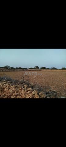 Terrain constructible Douar Flouste Sidi Kaouki - 2