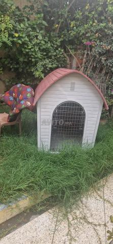 La cage est encore propre, qui la veut, bienvenue - 2
