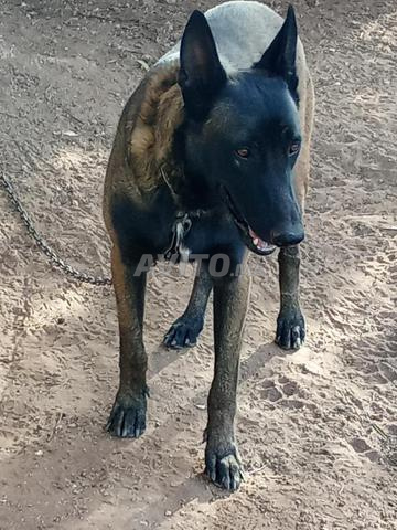 Malinois de pure race - 2