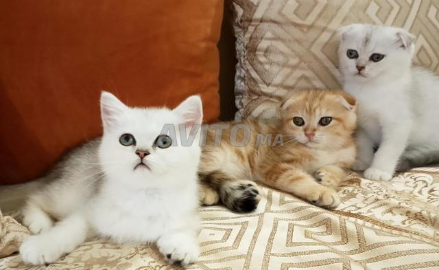 Scottish fold et straight - 2