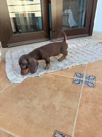 Chien mini teckel (2 mois) - 2