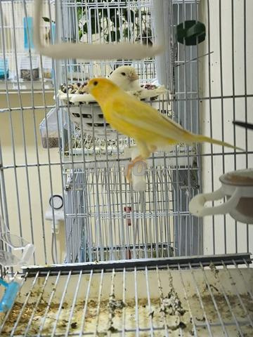 Couple canari - 2