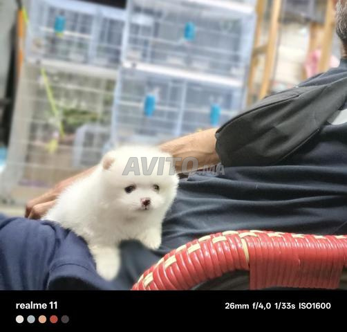 Des chiots Spitz Poméranien - 2