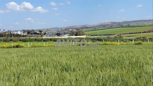 Terrains, Villas & Fermes Titrés – Sidi Rahal - 2