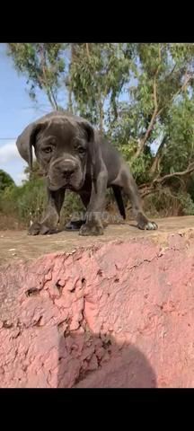 Cane Corso - 2