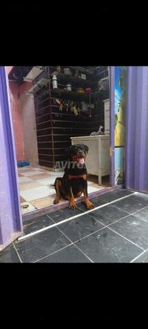 Femelle Rottweiler pedigree - 2