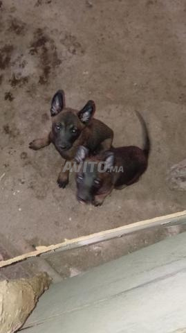 Malinois quelque chose de beau