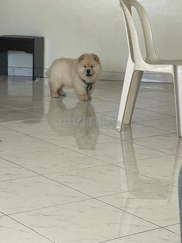 Chow-chow avec pedigree de 2 ans - 2