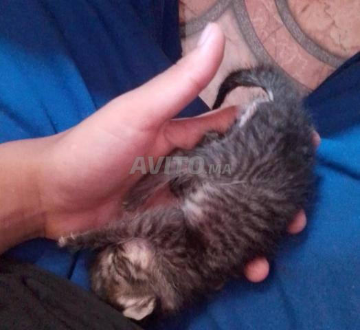قطة صغيرة يتيمة للتبني - 2