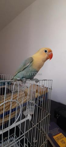 Oiseau bien dressé fiche - 2