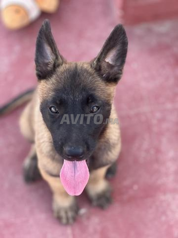 Malinois charbonnée pure race femelle
