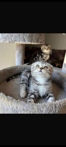 Chaton Scottish Fold