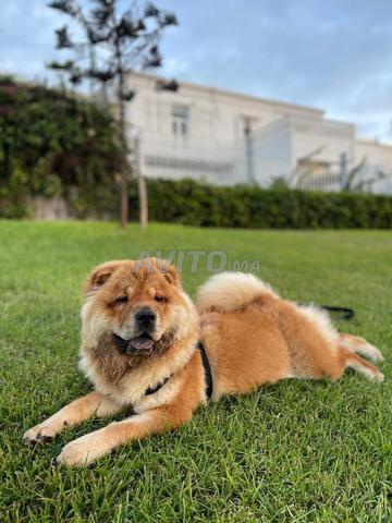 Chienne à adopter - 2