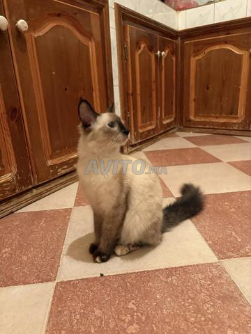 قط للبيع في مكناس - 2