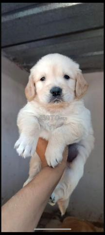 Chiot golden retriever femelle - 2