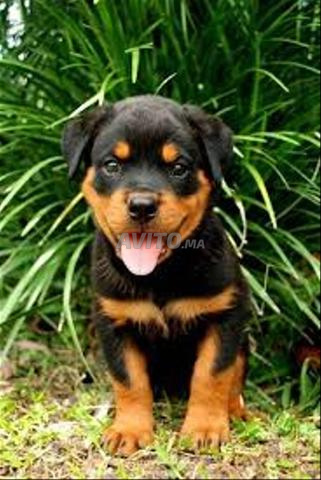 Bébé chien Rottweiler âgé de 2 mois - 2