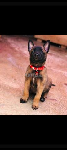 Chiot Malinois - 2