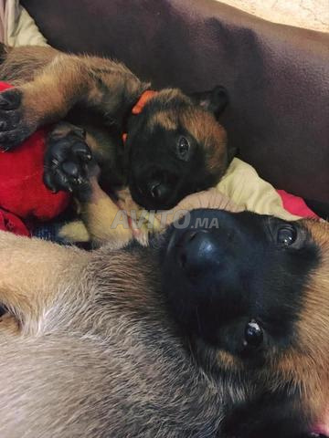 Bébé chien Malinois âgé de 2 mois vermifugé - 2