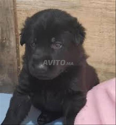 Bébé chien berger noir âge 2 mois vermifuge - 2