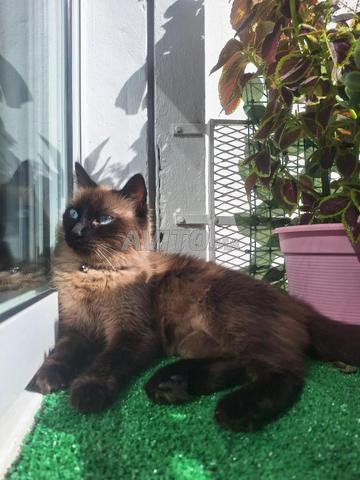 Offre d’adoption - 2