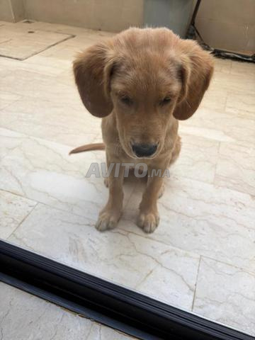Golden retriever 4 mois vaccins complets - 2