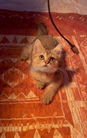 British Shorthair - 2