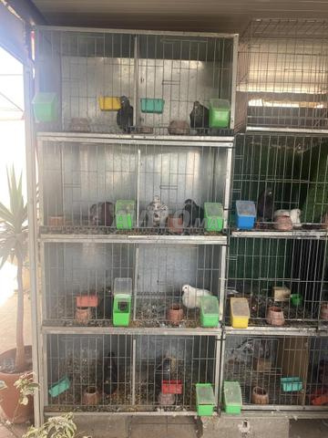 Cages à pigeons d'occasion pour ceux qui veulent appeler ou négocier le prix - 2