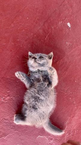Chat de race British - 2