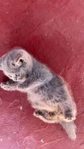 Chat de race British