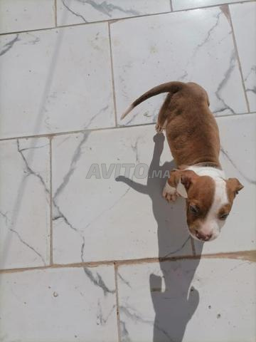 American bully pocket - 2
