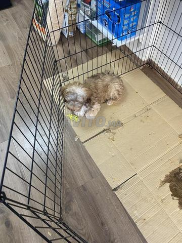 Bichon Havanais 5 mois - 2
