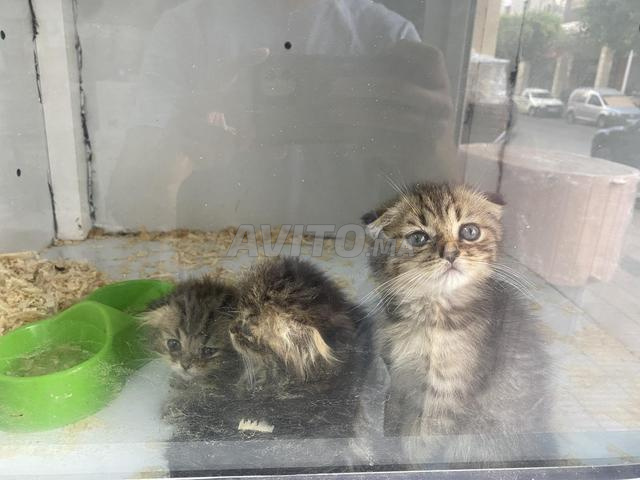 Chatons Scottish - 2