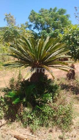 Sago Palm (Cycas revoluta) - 2