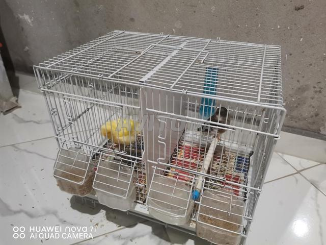 Canari Cluster avec cage et tout - 2