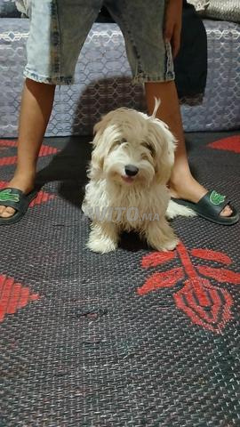 Chienne Caniche magnifique à vendre... Contactez-moi si intéressé.