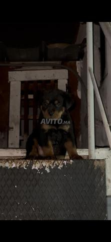 Femelle rottweiler pure race âgée de 2 mois - 2
