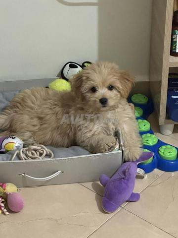 Bichon mâle - 2