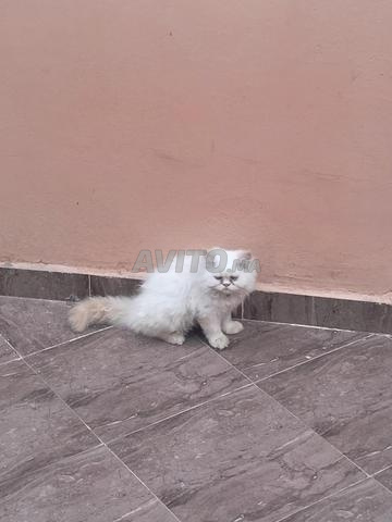قط فارسي صغير عمره شهر واحد