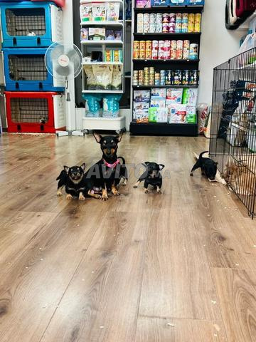 chiots pinscher - 2