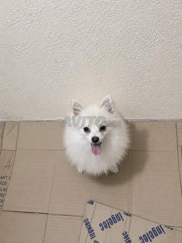 Spitz Pomeranian nain - 2